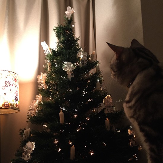 キャンドルの飾りで遊んで（イタズラして？）いたジェリー（アヤさん提供）