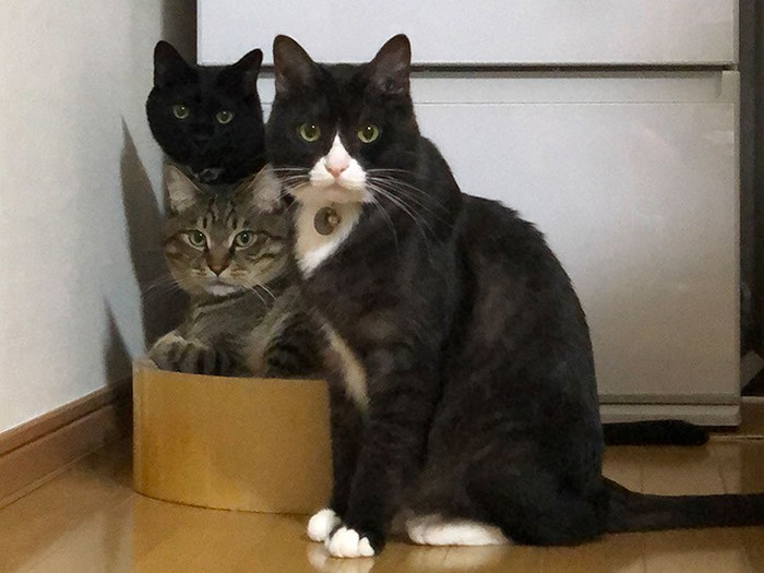 レディーたちを守る？三人衆（さわたさん提供）