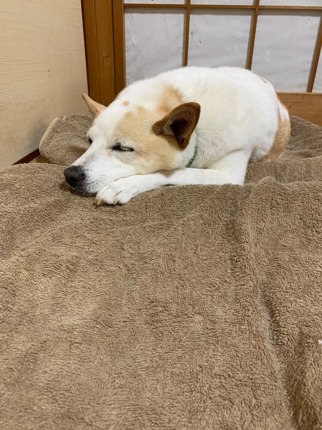 お家の中ですやすや＝けもさん（@sokonron）提供