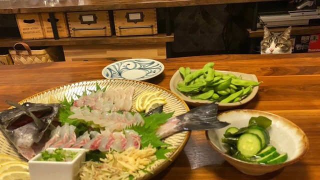 じーっとテーブルの向こうからお刺身をねだるピーちゃん＝無重力猫ミルコのお家さん（@ccchisa76）提供