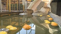 冬至に合わせ、カピバラ夫婦もゆず湯に