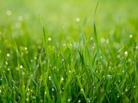 小学生の頃、「田舎に住みたい」と感じていた理由、中学受験