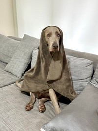 普段暑がりな弟のロアくんも、寒すぎてマリア様（「ルピロア ワイマラナー」さん提供）