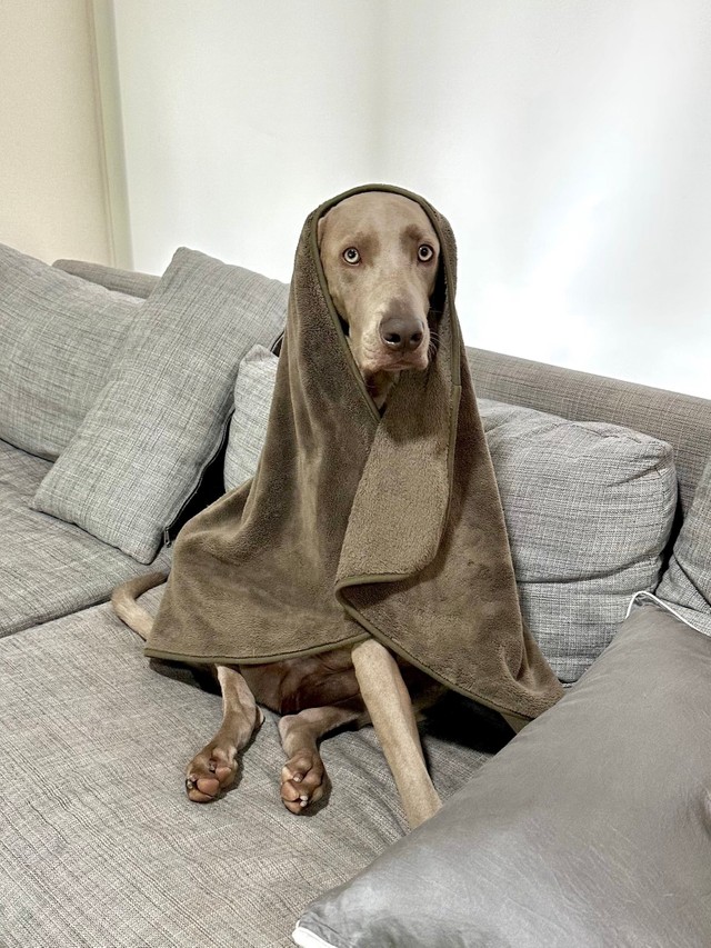 普段暑がりな弟のロアくんも、寒すぎてマリア様（「ルピロア ワイマラナー」さん提供）