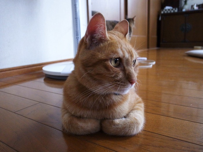 丸めた手も可愛い