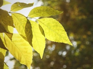 「光合成は人工的にできない」。人生を動かした小学生のときには聞き流した言葉