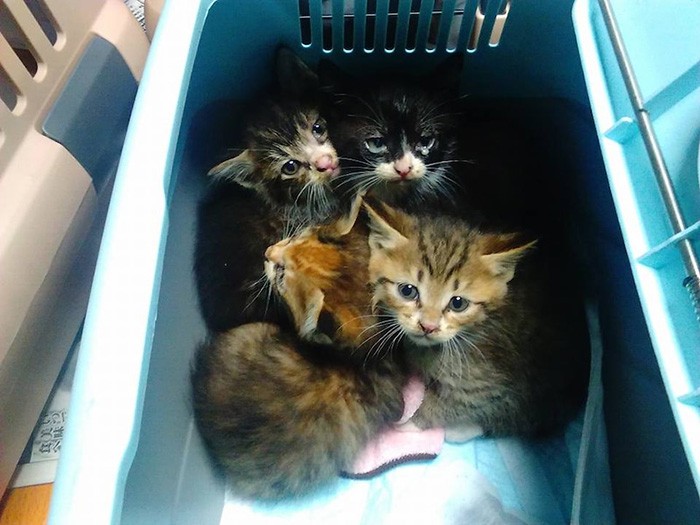家族を待つ子猫たち