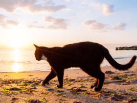 自宅までお迎え、車でペットを火葬　移動式火葬の利点と不安