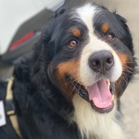 「いつも庭先にいたバーニーズは？」見知らぬ女性から知らされた、亡き愛犬の姿に飼い主が涙した理由とは？（画像提供：ブラウニー さん）