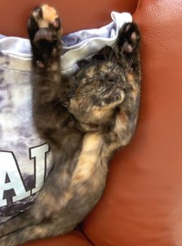 自宅（静岡県沼津市）から3.8キロ先で元気な姿で見つかったというクッシュちゃん。行方不明になってから3カ月のことだった。写真は、行方不明になる前（提供写真）