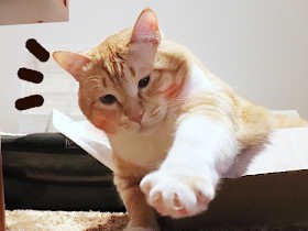 危険なネズミは人のせい　猫のぐっぴー、身をもって誤飲を注意