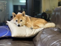 アンニュイな時も（画像提供／おまめさん）