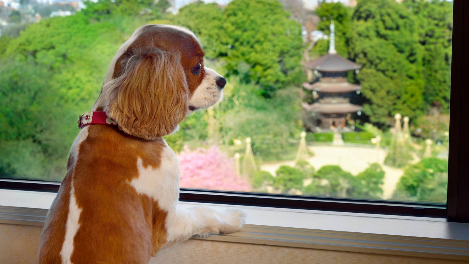愛犬と過ごす“ワンダフル”なラグジュアリーホテル<br>【Vol.02ホテル椿山荘東京】