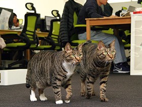 机の上で猫がゴロ～ンする会社　４割が猫にひかれて入社