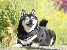 みなワン、今年のお花見はどうだった？　家族とのお散歩を楽しむ柴犬「蓮」