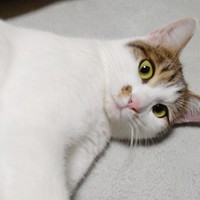 ゴロンと寝そべるミルちゃん（画像提供：こうめさん）