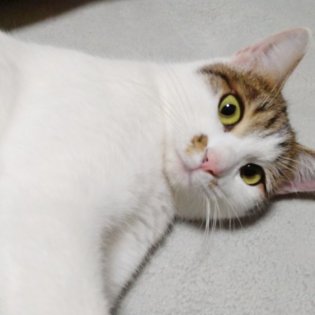 ゴロンと寝そべるミルちゃん（画像提供：こうめさん）