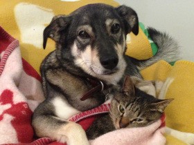 【動画あり】ここまで仲良くなるとは！ あとから来た保護猫をあやす保護犬