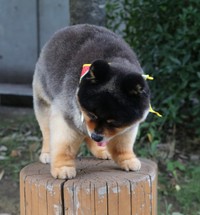 力強い立ち姿…！！　画像提供：たろ吉(メスのポメ)の飼い主さん