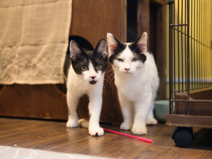 「あごひげがかっこいいわかばです。前髪の分け目がきまってるりょうです。僕たち兄弟で仲いいんだ」（小林写函撮影）