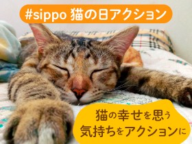 幸せな猫を増やしたい！その思いを行動に　sippo猫の日アクション