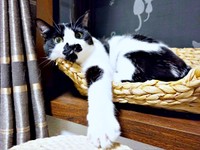 カゴに収まってまったりタイムを過ごすミアちゃん（画像提供：マグルの猫さん）