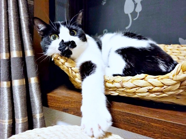 カゴに収まってまったりタイムを過ごすミアちゃん（画像提供：マグルの猫さん）