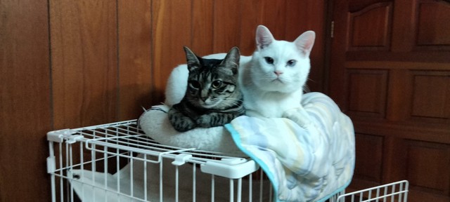 仲良く一緒にくつろぐ猫ちゃんたち（提供：月生さん）