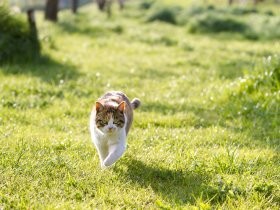 猫写真と名言をセットに　疲れに効く？ 日めくりカレンダー
