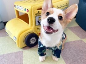 新しいアロハでパチリ☆　これを着て海に遊びに行くのが待ち遠しいコーギー「ラテ」