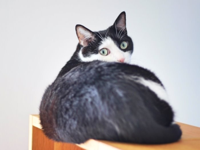 じゃあまたね、ごきげんよう！