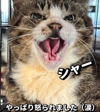 今も人馴れせず、シャーシャーいいます（「保護猫シェアハウス てぃーるーむ」さん提供、Instagramよりキャプチャ撮影）