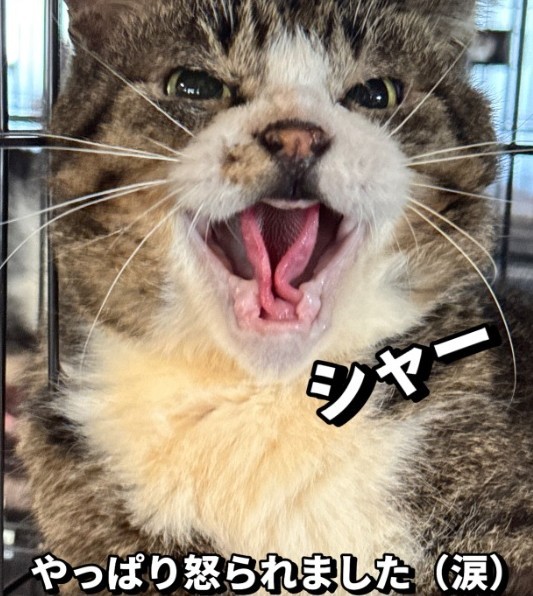 今も人馴れせず、シャーシャーいいます（「保護猫シェアハウス てぃーるーむ」さん提供、Instagramよりキャプチャ撮影）