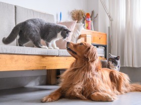 ペットと平成　「うちの子」になった犬と猫、店で買う「家族」