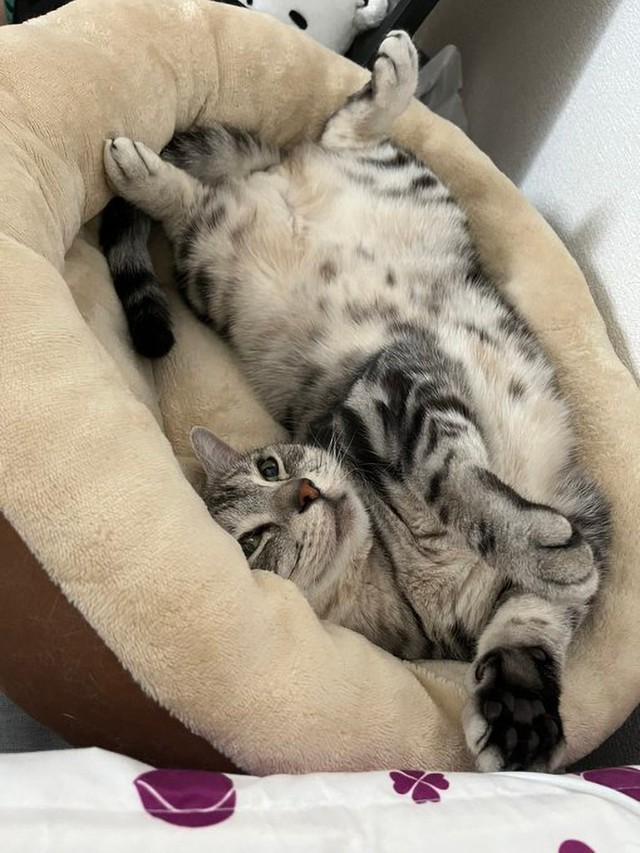 ごろん（画像提供：レイさん)