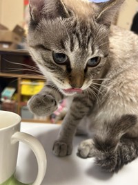 ゆりちゃん🎀、マイカップで水分補給中（もずのあさん提供）