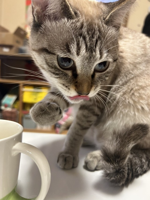 ゆりちゃん🎀、マイカップで水分補給中（もずのあさん提供）