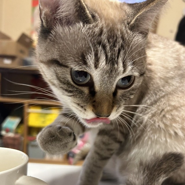 ゆりちゃん🎀、マイカップで水分補給中（もずのあさん提供）