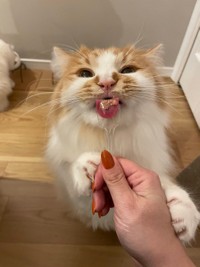 うまうま〜＝ぽてこゆこめ+うなさん（@potechi_nikki）提供