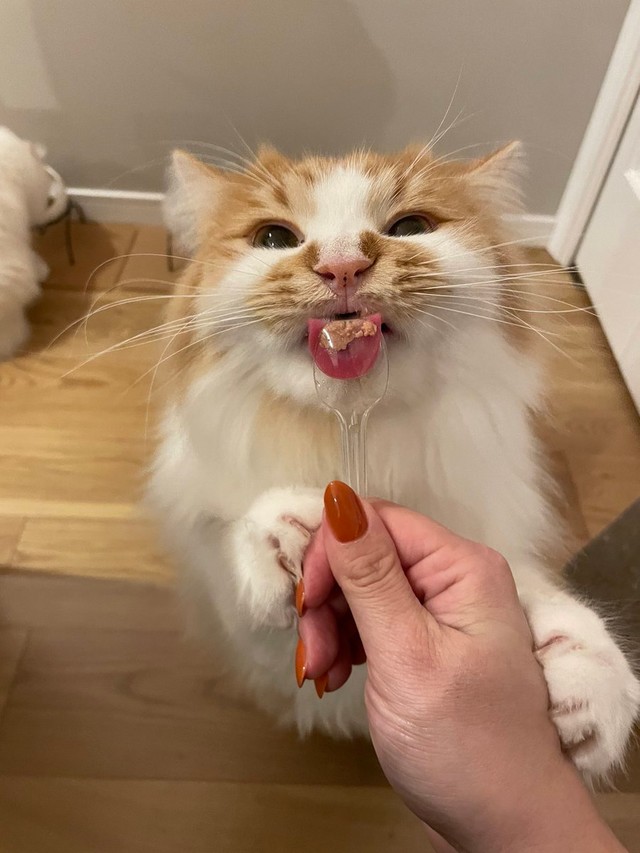 うまうま〜＝ぽてこゆこめ+うなさん（@potechi_nikki）提供