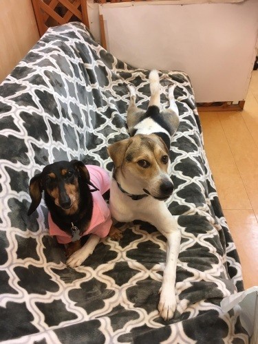 よき家族になった２匹（かずきさん提供）