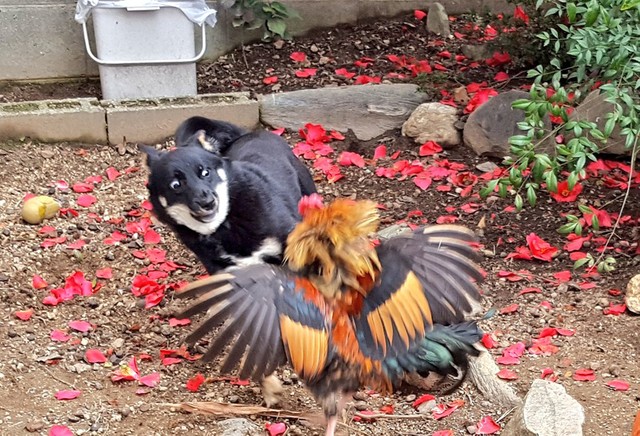 「日本画の題材になりそうな躍動感！」（提供：なおしゃんさん）