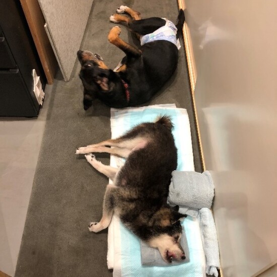 脚をバタバタさせても床についていないのでいっぱい走れた。奥はベリオ