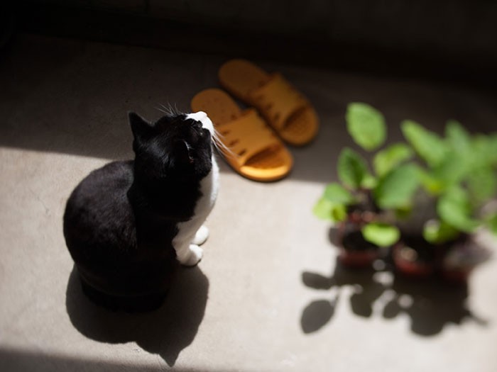 空とぽんたの間には（小林写函撮影）