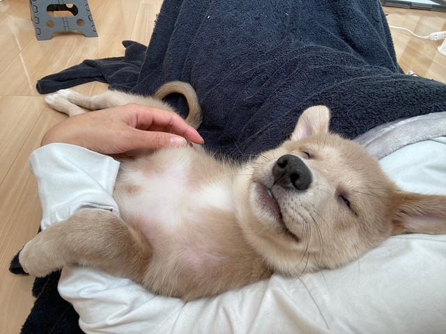 飼い主さんを信頼しきった寝顔　画像提供／あさぎさん