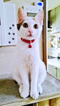 子猫時代、大きな瞳がキュートなハナちゃん（画像提供：ハナちゃんさん）