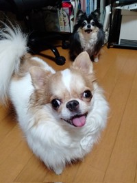 にっこり笑顔で出迎える玉緒ちゃん（手前）、姉犬のヲトコさん（奥）（画像提供：えちごやとちわわさん）