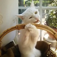 なぜか木を噛むのが大好き