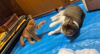 お兄ちゃん猫にも飛びかかるほど元気に（画像提供：シマラくさん）