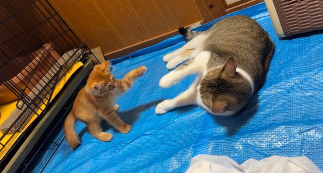 お兄ちゃん猫にも飛びかかるほど元気に（画像提供：シマラくさん）